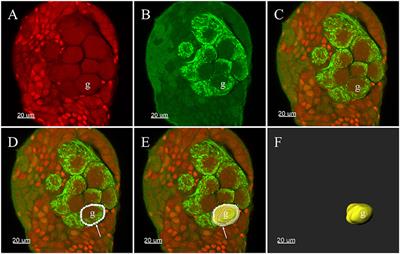 Glomerular Organization of the Antennal Lobes of the Diamondback Moth, Plutella xylostella L.